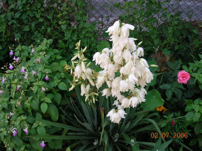 YUCCA inflorita - Vara