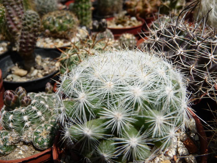 P1040106 - Cactusi