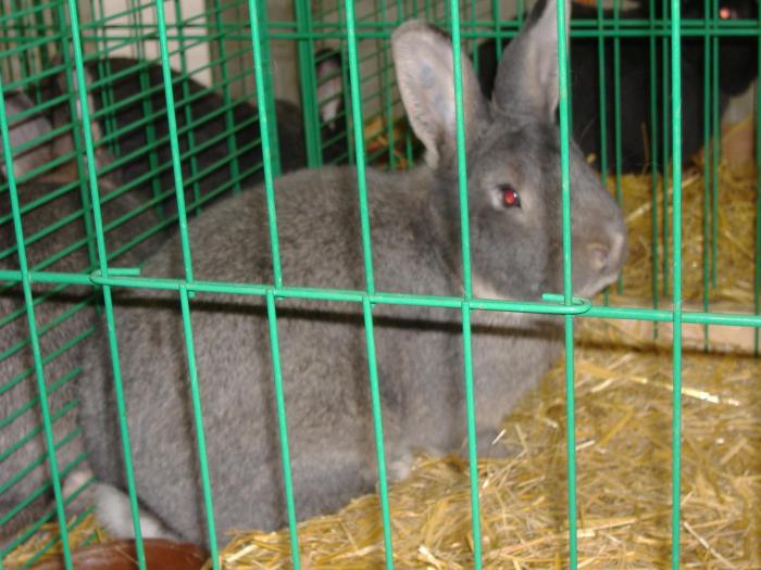 Nitra 06.12.2008 084