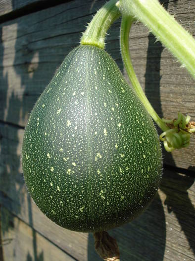 Pumpkin_Tartacuta (2009, July 28) - 07 Garden in July