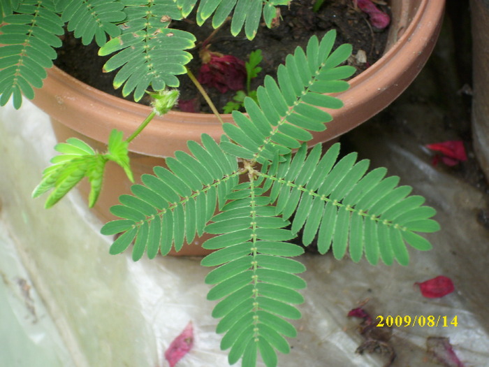 DSCI1160 - mimosa pudica