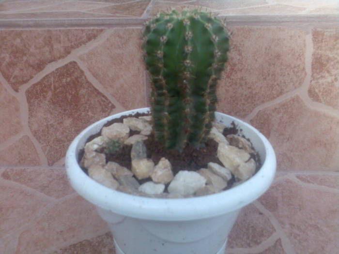 echinopsis - cactusi si suculente-2009