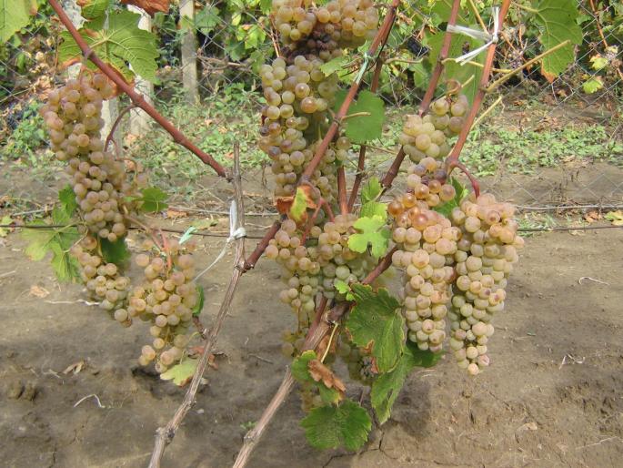 picture 298 - recolte