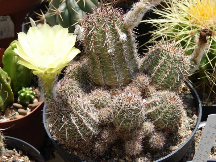 Lobivia aurea - Cactusi la Mangalia