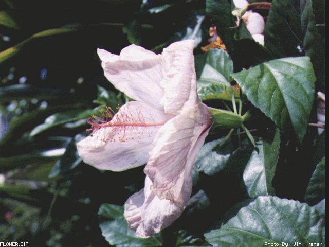 FLOWER_2