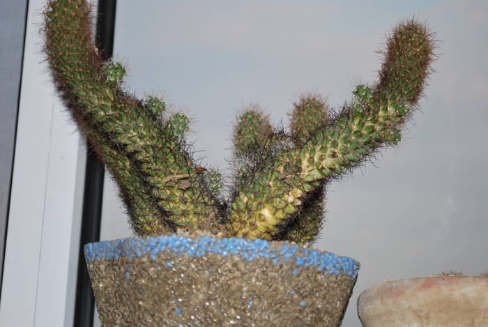 mamillaria elongata - Cactusii mei