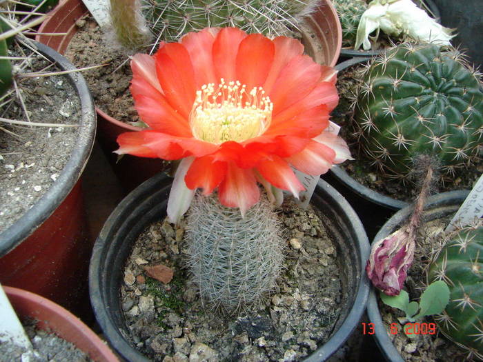 DSC06116
