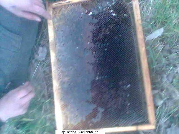 ok_19444 - apicultura dezastre