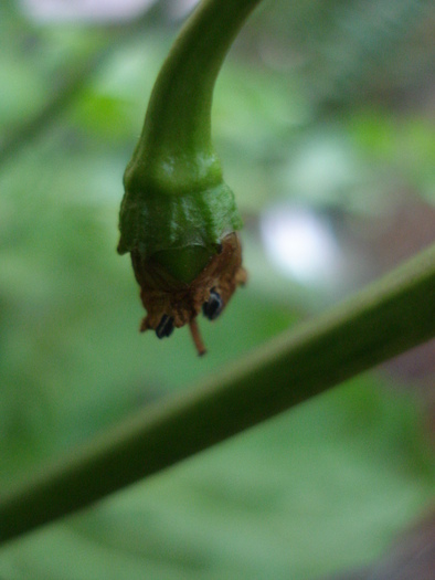 Habanero Peppers (2009, September 16) - Habanero