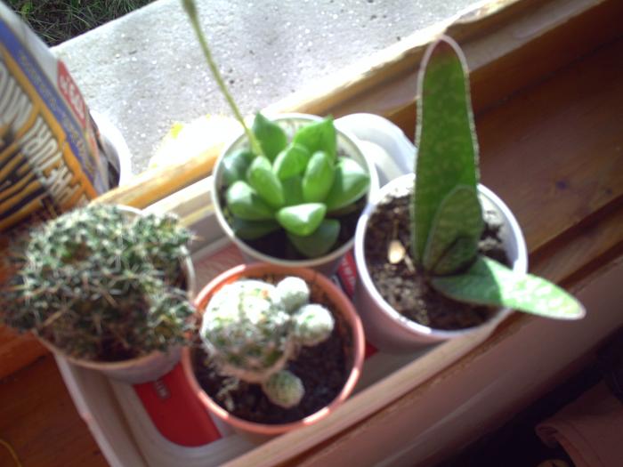 diferiti cactusi si suculente - plante-2009