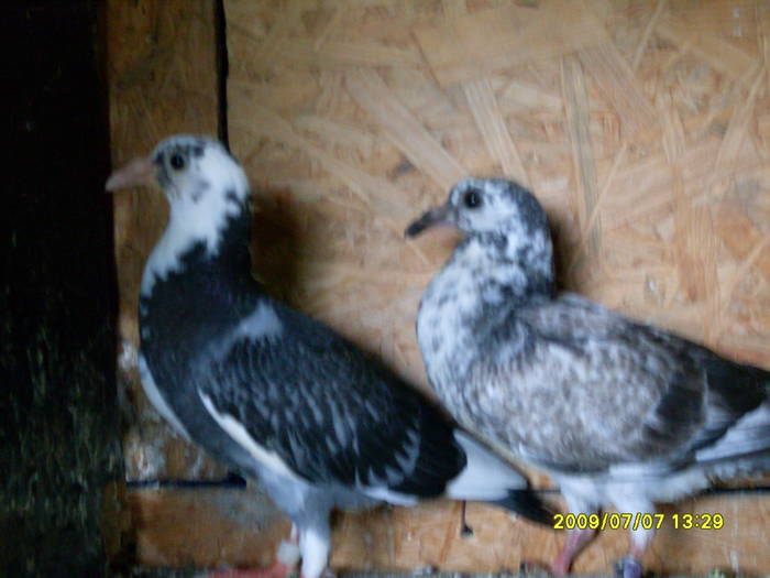 Picture 067 - porumbei voiajori