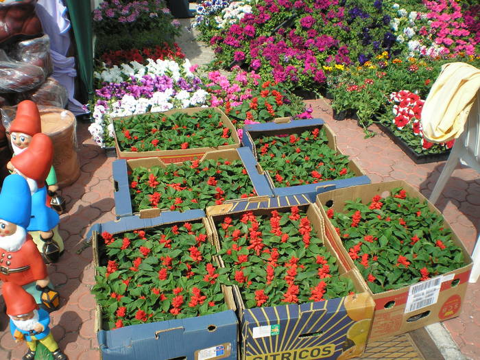 P5070133 - expo flori TIMISOARA mai 2009