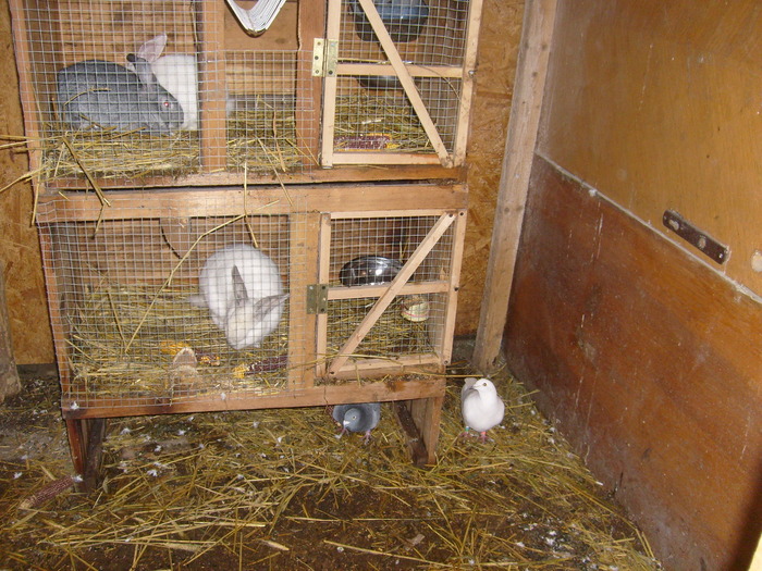 S6306785 - poze noi cu iepuri2010