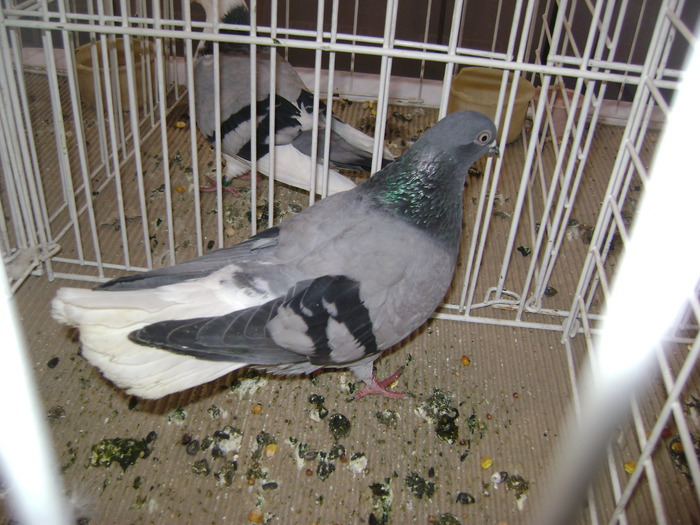 DSC07808 - Expozitie BIstrita 20 12 2009