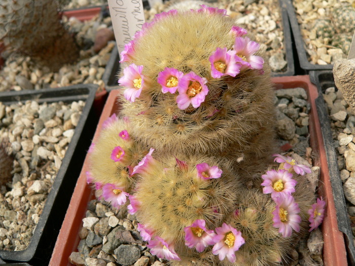 mammillaria_laui x carmenae