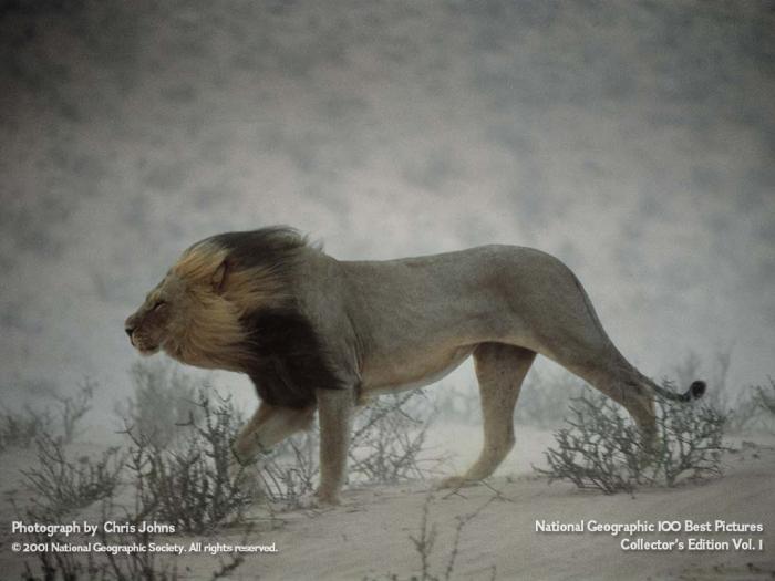 National Geographic - Lion in the Wind