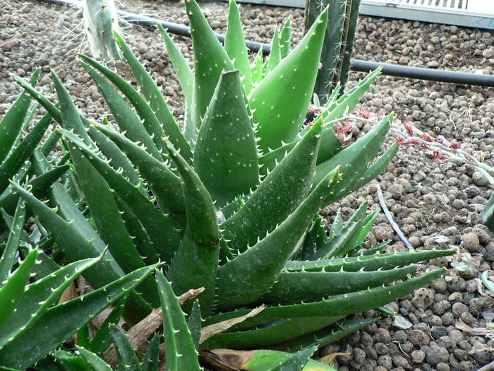 Aloe - Aloe verra