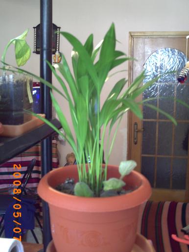 palmierul doamnei - florile mele-2008-martie