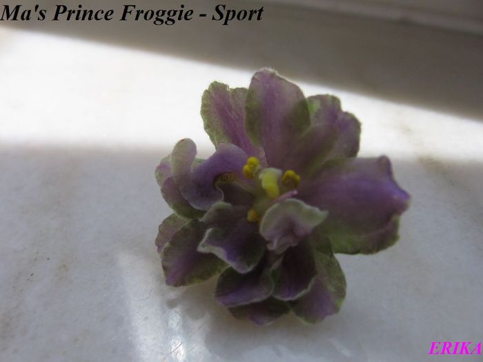Ma's Prince Froggie - Sport virag - Violete de colectie