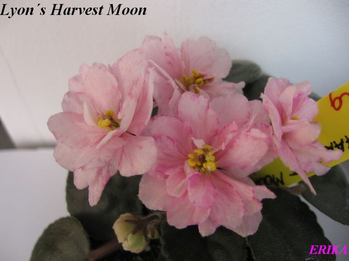 Lyon´s Harvest Moon 2009 - Violete de colectie