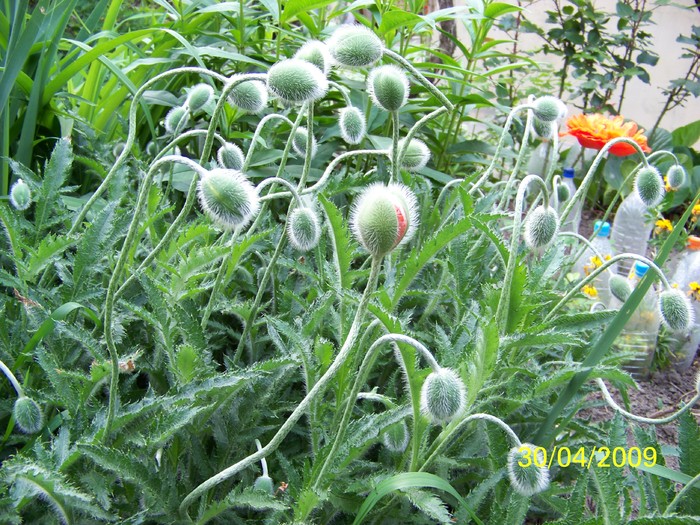 100_1274 - Primavara in curte  Timisoara