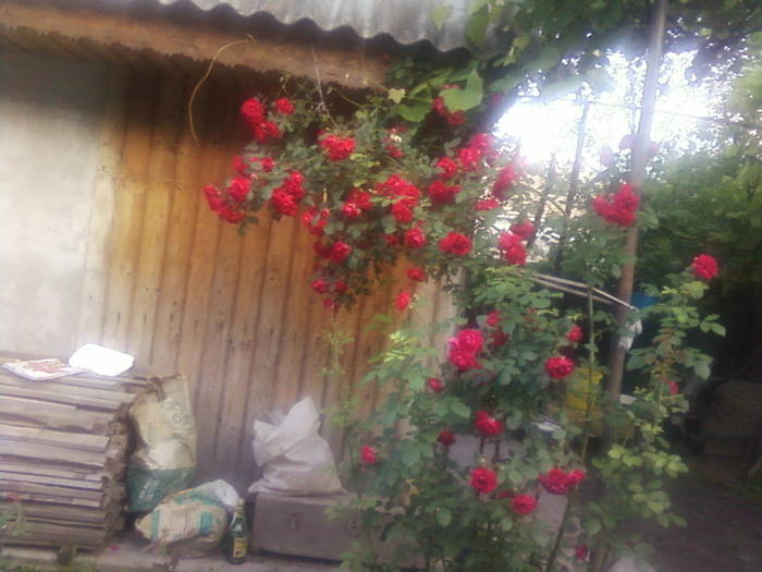 Fotografii-0095