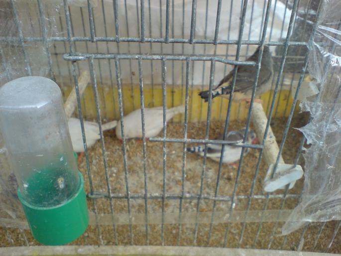 DSC00492 - Piata de pasari si animale Timisoara 2009