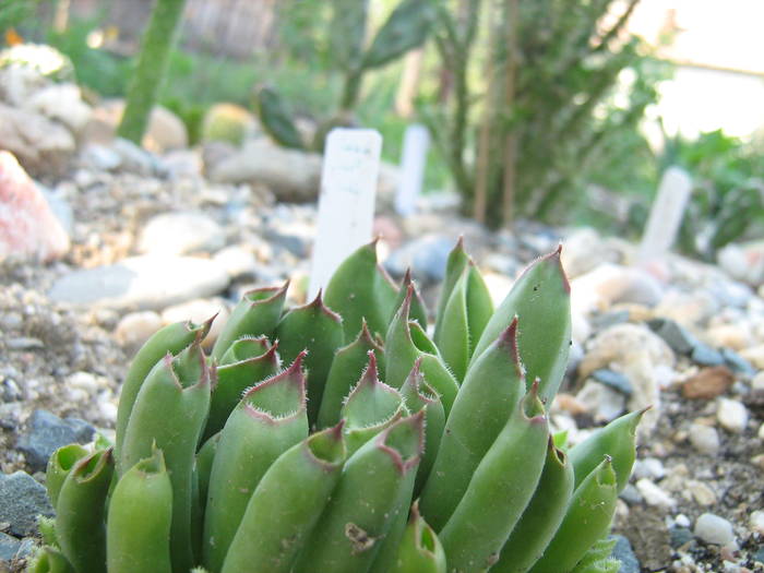 IMG_8184 - Cactusi la mosie 17 iunie 2009