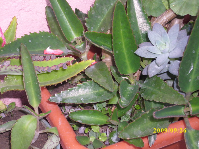 DSCI1420 - plante suculente-cactusi