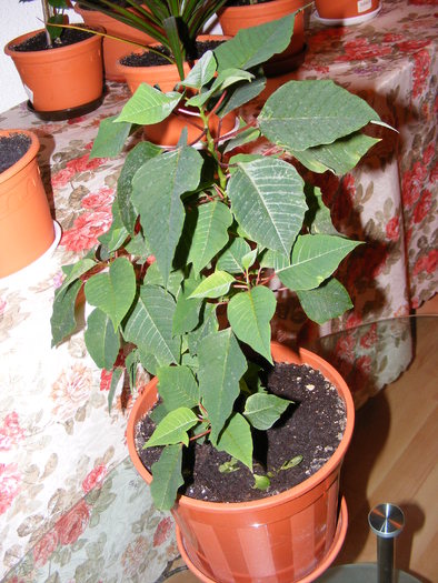 STEAUA CRACIUNULUI(EUPHORBIA) - FLORI 2009