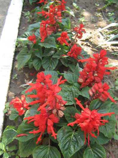 6 iulie 011 - flori de gradina 2009