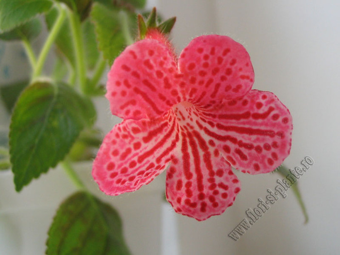 Kohleria Amabilis 2