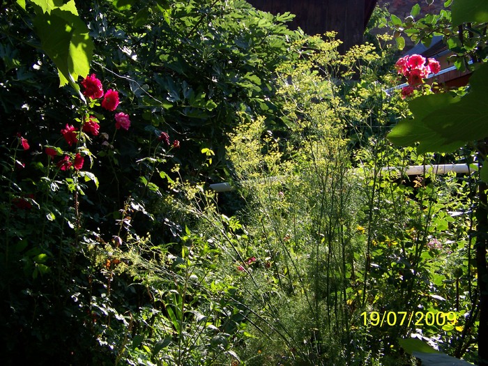 100_8171 - Iulie 2