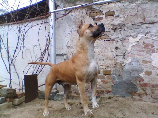 IMG003 - amstaff