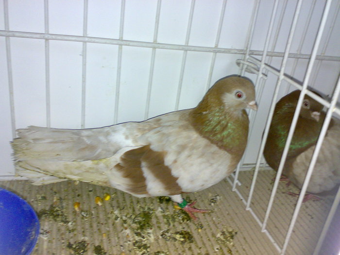 gagiu 7
