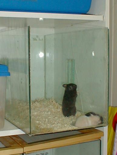 Hamsteri 2001 (2)