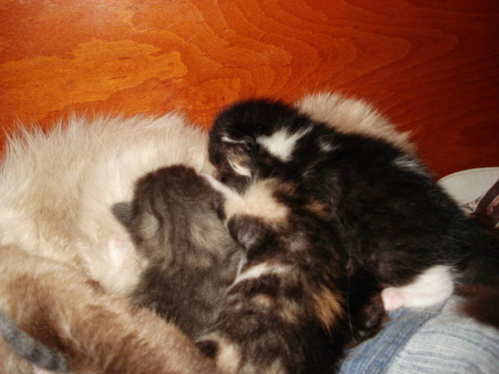 DSC09597 - ANIMALUTELE MELE