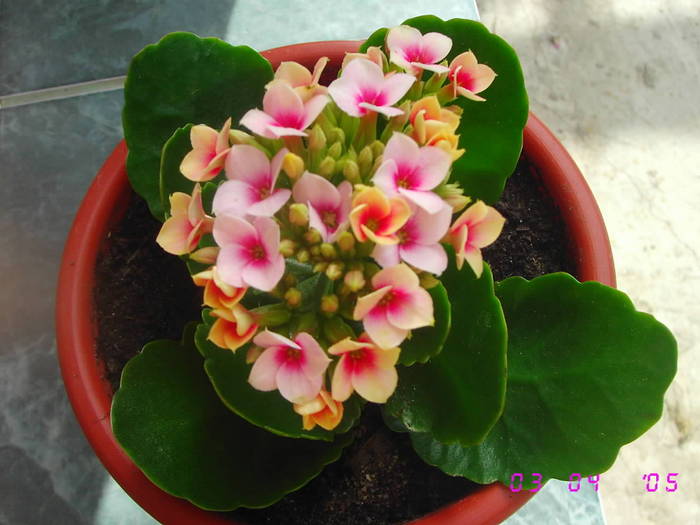 Kalanchoe roz@roz inchis