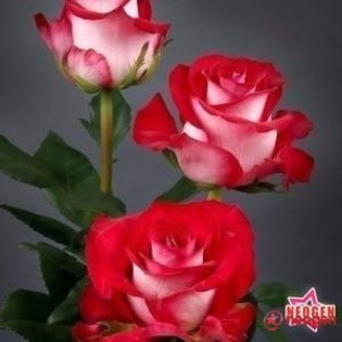 a7d09938_0020001024821_00_600