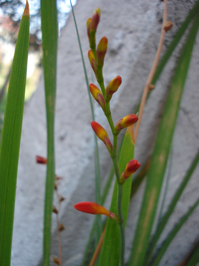 Crocosmia_Montbretia (2009, Aug.25) Crocosmia_Montbretia (2009, Aug.25)