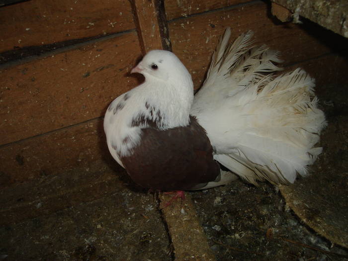 151 - D Porumbei Voltati Vechi