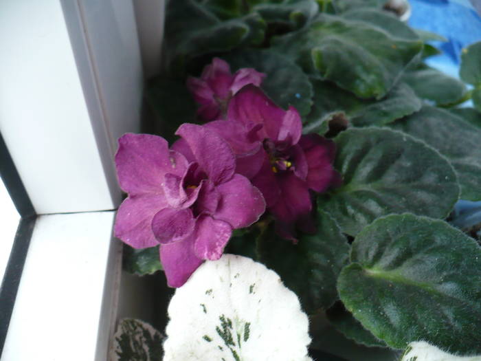 P1140369 - Saintpaulia - violete de camera