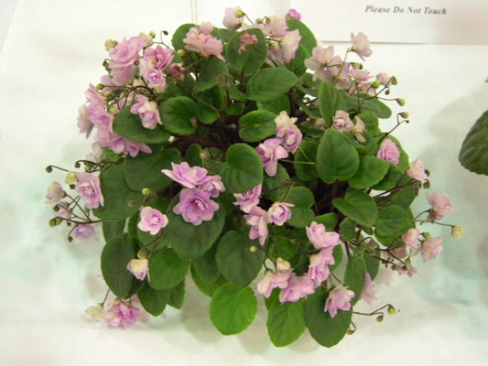 Cirelda_2005avsa - violete de pe net