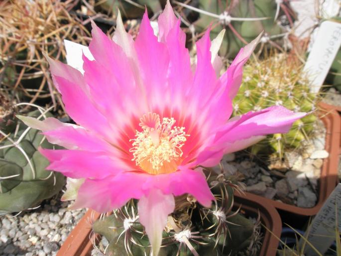 Thelocactus bicolor - floare