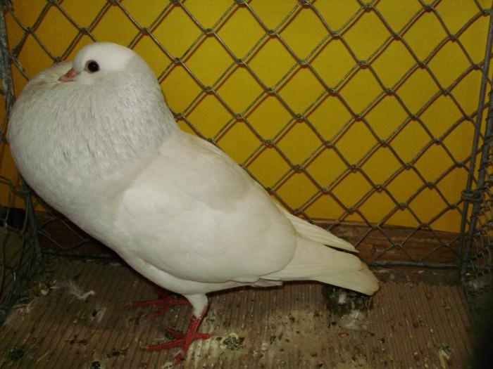 08748 steller kr 1 - 1505 partea 5