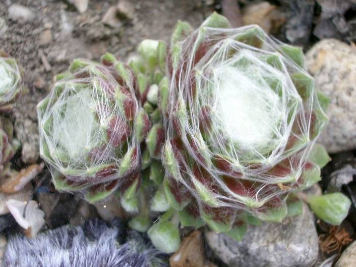  - Sempervivum