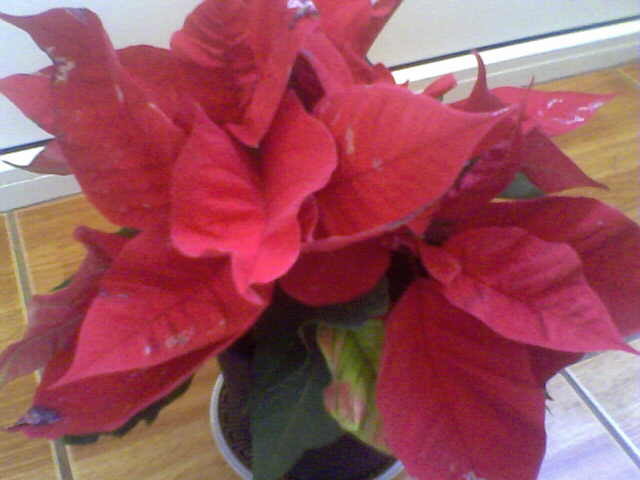 Picture 015 - ultimile achizitii 2009