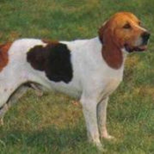 QUMXKGPIPTHIKRUVPBX - rase de caini