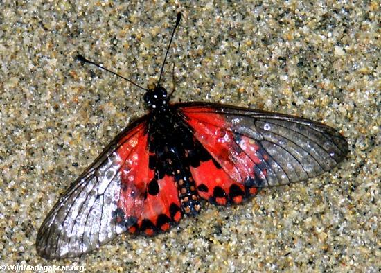 red_clear-wing_butterfly-0157 - Fluturasi