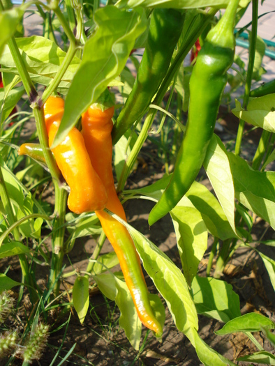 Orange Cayenne Pepper (2009, Aug.18) - Cayenne Orange Hot Pepper